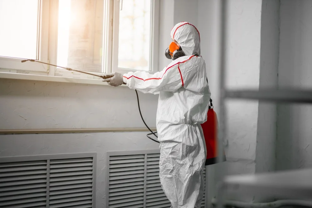 Professional mold remediation services in Pena Blanca, NM
